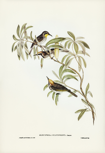 Fulvous-fronted Honey-eater Glyciphila fulvifrons illustrated by Elizabeth Gould 1804–1841 for John Gould’s 1804-1881 Birds of Australia 