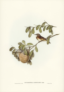 White-throated Honey-eater Entomophila albogularis illustrated by Elizabeth Gould 1804–1841 for John Gould’s 1804-1881 Birds of Australia 