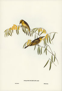 Plumed Honey-eater Ptilotis plumulus illustrated by Elizabeth Gould 1804–1841 for John Gould’s 1804-1881 Birds of Australia 