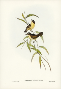 Buff-breasted scrubwren Sericornis laevigaster illustrated by Elizabeth Gould 1804–1841 for John Gould’s 1804-1881 Birds of Australia 