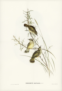 Spotted Sericornis Sericornis maculatus illustrated by Elizabeth Gould 1804–1841 for John Gould’s 1804-1881 Birds of Australia 