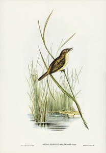 Reed Warbler Acrocephalus Australis illustrated by Elizabeth Gould 1804–1841 for John Gould’s 1804-1881 Birds of Australia 