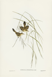 Lineated Warbler Cysticola lineocapilla illustrated by Elizabeth Gould 1804–1841 for John Gould’s 1804-1881 Birds of Australia 