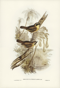 Yellow-throated Sericornis Sericornis citreogularis illustrated by Elizabeth Gould 1804–1841 for John Gould’s 1804-1881 Birds of Australia 