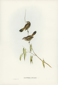 Western Acanthiza Acanthiza apicalis illustrated by Elizabeth Gould 1804–1841 for John Gould’s 1804-1881 Birds of Australia 