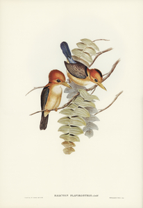 Yellow-billed Kingfisher Halcyon flavirostris illustrated by Elizabeth Gould 1804–1841 for John Gould’s 1804-1881 Birds of Australia 