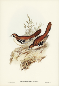 Eastern Scrub-Robin Drymodes superciliaris illustrated by Elizabeth Gould 1804–1841 for John Gould’s 1804-1881 Birds of Australia 
