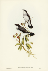 Rawnsleys Bower-bird Ptilonorhynchus Rawnsleyi illustrated by Elizabeth Gould 1804–1841 for John Gould’s 1804-1881 Birds of Australia 