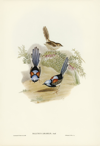Lovely Wren Malurus amabilis illustrated by Elizabeth Gould 1804–1841 for John Gould’s 1804-1881 Birds of Australia 