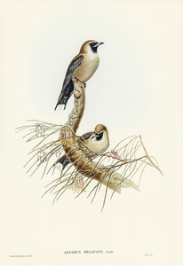 Black-faced Wood-Swallow Artamus melanops illustrated by Elizabeth Gould 1804–1841 for John Gould’s 1804-1881 Birds of Australia 