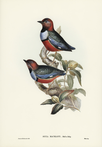 Macklot&39s Pitta Pitta Mackloti illustrated by Elizabeth Gould 1804–1841 for John Gould’s 1804-1881 Birds of Australia 