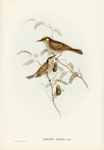 Yellow-spotted Honey-eater Ptilotis notata illustrated by Elizabeth Gould 1804–1841 for John Gould’s 1804-1881 Birds of Australia 