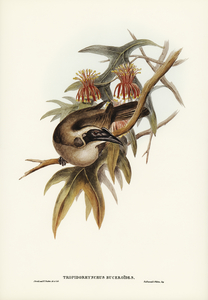 Helmeted Honey-eater Tropidorhynchus Buceroides illustrated by Elizabeth Gould 1804–1841 for John Gould’s 1804-1881 Birds of Australia 