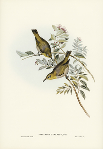 Robust Zosterops Zosterops strenuus illustrated by Elizabeth Gould 1804–1841 for John Gould’s 1804-1881 Birds of Australia 