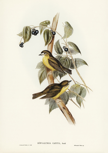 Large-headed Robin Eopsaltria capito illustrated by Elizabeth Gould 1804–1841 for John Gould’s 1804-1881 Birds of Australia 