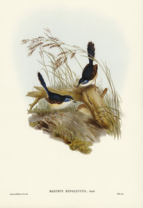 Fawn-breasted Superb Warbler Malurus hypoleucus illustrated by Elizabeth Gould 1804–1841 for John Gould’s 1804-1881 Birds of Australia 