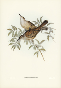 Streaked Honey-eater Ptilotis filigera illustrated by Elizabeth Gould 1804–1841 for John Gould’s 1804-1881 Birds of Australia 