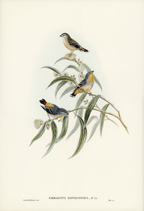 Cockerells Honey-eater Ptilotis Cockerelli illustrated by Elizabeth Gould 1804–1841 for John Gould’s 1804-1881 Birds of Australia 