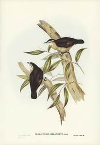 Black-backed Tree-Creeper Climacteris melanotus illustrated by Elizabeth Gould 1804–1841 for John Gould’s 1804-1881 Birds of Australia 