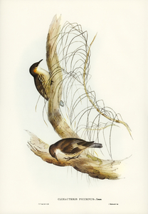 Robust Zosterops Zosterops strenuus illustrated by Elizabeth Gould 1804–1841 for John Gould’s 1804-1881 Birds of Australia 