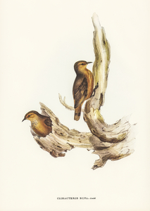 Rufous Tree-Creeper Climacteris rufa illustrated by Elizabeth Gould 1804–1841 for John Gould’s 1804-1881 Birds of Australia 