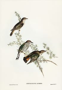 Shining Cuckoo Chrysococcyx lucidus illustrated by Elizabeth Gould 1804–1841 for John Gould’s 1804-1881 Birds of Australia 