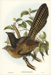 Pheasant Cuckoo Centropus Phasianus illustrated by Elizabeth Gould 1804–1841 for John Gould’s 1804-1881 Birds of Australia 