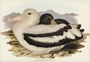 Short-tailed Albatros Diomedea brachyura illustrated by Elizabeth Gould 1804–1841 for John Gould’s 1804-1881 Birds of Australia 
