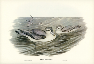 Broad-billed Prion Prion vittatus illustrated by Elizabeth Gould 1804–1841 for John Gould’s 1804-1881 Birds of Australia 