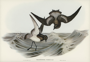 Grey-backed Storm Petrel Thalassidroma Nereis illustrated by Elizabeth Gould 1804–1841 for John Gould’s 1804-1881 Birds of Australia 