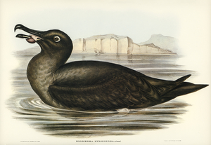 Sooty Albatros Diomedea fuliginosa illustrated by Elizabeth Gould 1804–1841 for John Gould’s 1804-1881 Birds of Australia 