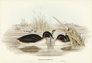 Black-throated Grabe Podiceps gularis illustrated by Elizabeth Gould 1804–1841 for John Gould’s 1804-1881 Birds of Australia 