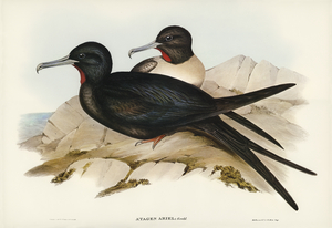 Small Frigate Bird Attagen Ariel illustrated by Elizabeth Gould 1804–1841 for John Gould’s 1804-1881 Birds of Australia 