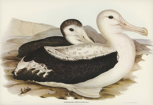 Wandering Albatros Diomedea exulans illustrated by Elizabeth Gould 1804–1841 for John Gould’s 1804-1881 Birds of Australia 