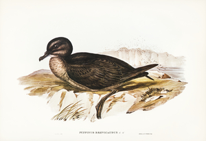 Short-tailed Petrel Puffinus brevicaudus illustrated by Elizabeth Gould 1804–1841 for John Gould’s 1804-1881 Birds of Australia 