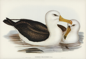 Black-eyebrowed Albatros Diomedea melanophrys illustrated by Elizabeth Gould 1804–1841 for John Gould’s 1804-1881 Birds of Australia 