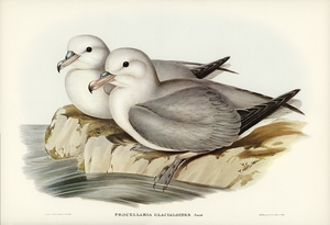 Silvery Grey Petrel Procellaria Glacialoides illustrated by Elizabeth Gould 1804–1841 for John Gould’s 1804-1881 Birds of Australia 