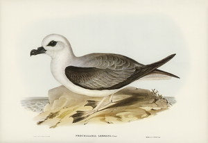 White-headed Petrel Procellaria Lessonii illustrated by Elizabeth Gould 1804–1841 for John Gould’s 1804-1881 Birds of Australia 