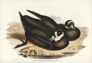 Spectacled Petrel Procellaria conspicillata illustrated by Elizabeth Gould 1804–1841 for John Gould’s 1804-1881 Birds of Australia 