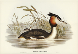 Australian Tippet Grabe Podiceps Australis illustrated by Elizabeth Gould 1804–1841 for John Gould’s 1804-1881 Birds of Australia 