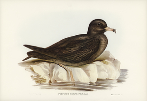 Fleshy-footed Petrel Puffinus carneipes illustrated by Elizabeth Gould 1804–1841 for John Gould’s 1804-1881 Birds of Australia 