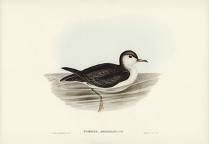 Allied Petrel Puffinus assimilis illustrated by Elizabeth Gould 1804–1841 for John Gould’s 1804-1881 Birds of Australia 