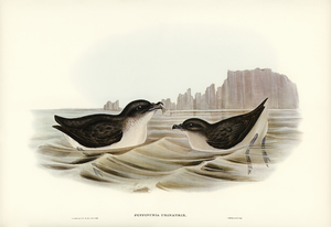 Diving Petrel Puffinuria Urinatrix illustrated by Elizabeth Gould 1804–1841 for John Gould’s 1804-1881 Birds of Australia 