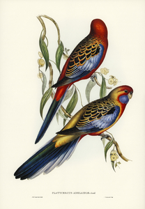 Adelaide Parakeet Platycercus Adelaidiae illustrated by Elizabeth Gould 1804–1841 for John Gould’s 1804-1881 Birds of Australia 