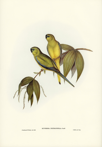 Rock Grass-Parakeet Euphema petrophila illustrated by Elizabeth Gould 1804–1841 for John Gould’s 1804-1881 Birds of Australia 