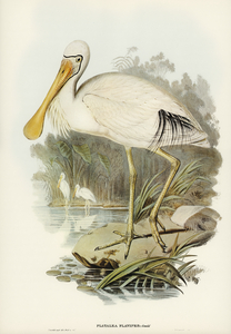 Yellow-legged Spoonbill Platalea flavipes illustrated by Elizabeth Gould 1804–1841 for John Gould’s 1804-1881 Birds of Australia 