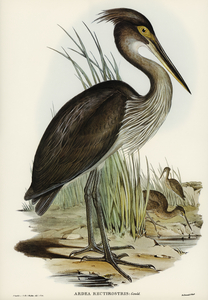 Great-billed Heron Ardea rectirostris illustrated by Elizabeth Gould 1804–1841 for John Gould’s 1804-1881 Birds of Australia 