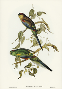 Many-coloured Parakeet Psephotus multicolor illustrated by Elizabeth Gould 1804–1841 for John Gould’s 1804-1881 Birds of Australia 