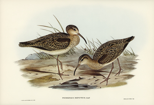 Little Whimbrel Numenius minutus illustrated by Elizabeth Gould 1804–1841 for John Gould’s 1804-1881 Birds of Australia 