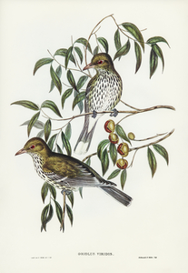 New South Wales Oriole Oriolus viridis illustrated by Elizabeth Gould 1804–1841 for John Gould’s 1804-1881 Birds of Australia 